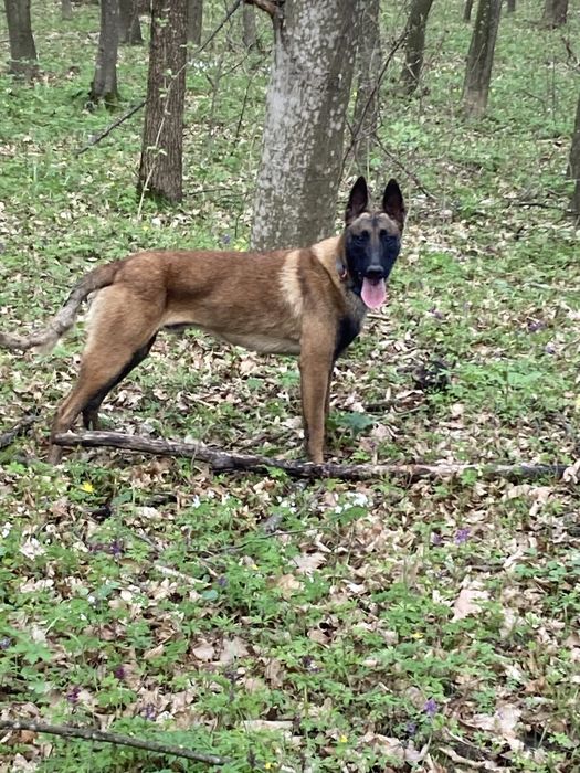 Кобель для в'язки малінуа