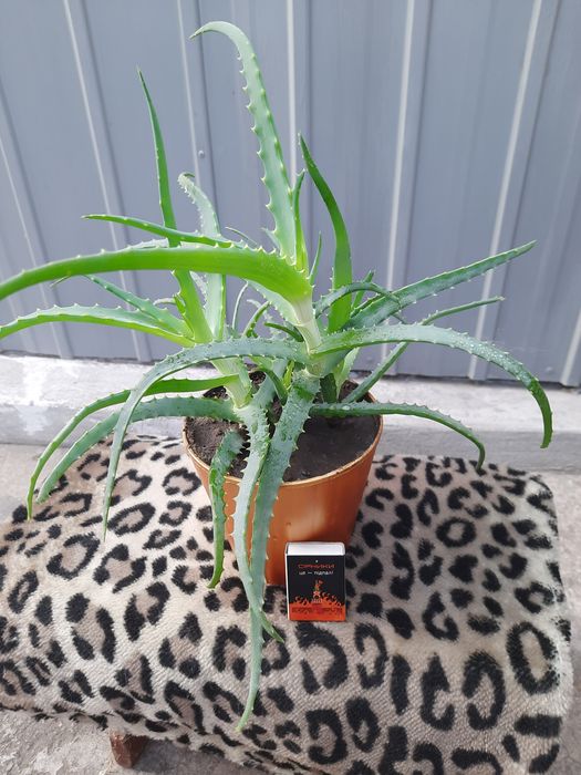 Алое комнатный лечебный