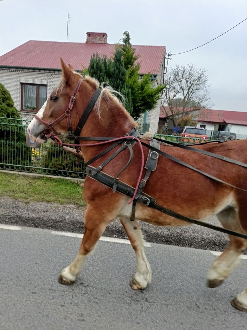 Sprzedam źrebice zimnokrwistą likwidacja hodowli