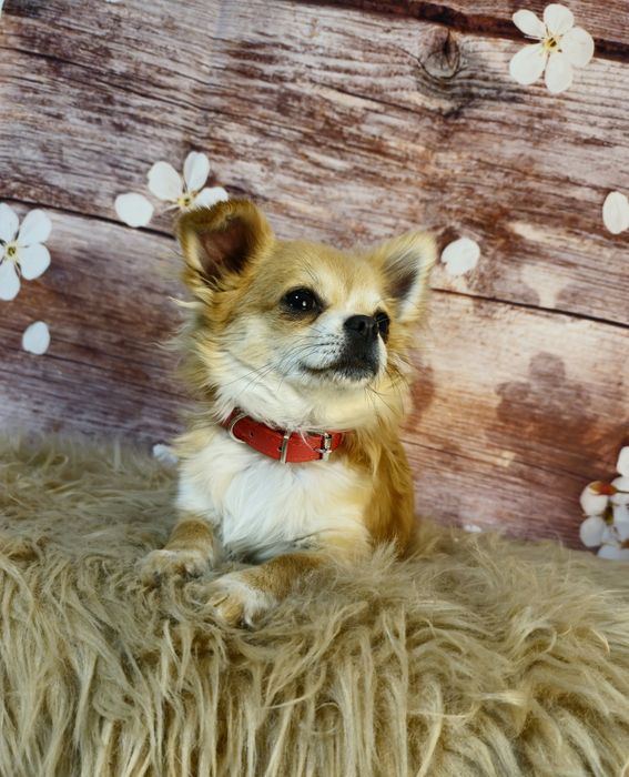 CHIHUAHUA piesek długowłosy ZKwP (FCI)