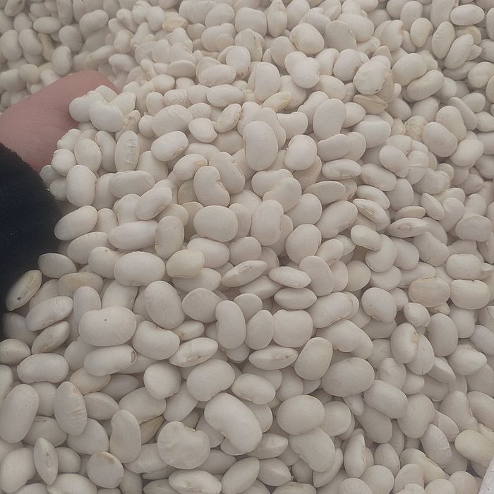 Fasola Jaś Karłowy 10kg