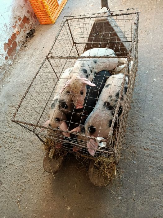 Поросята  Мангал