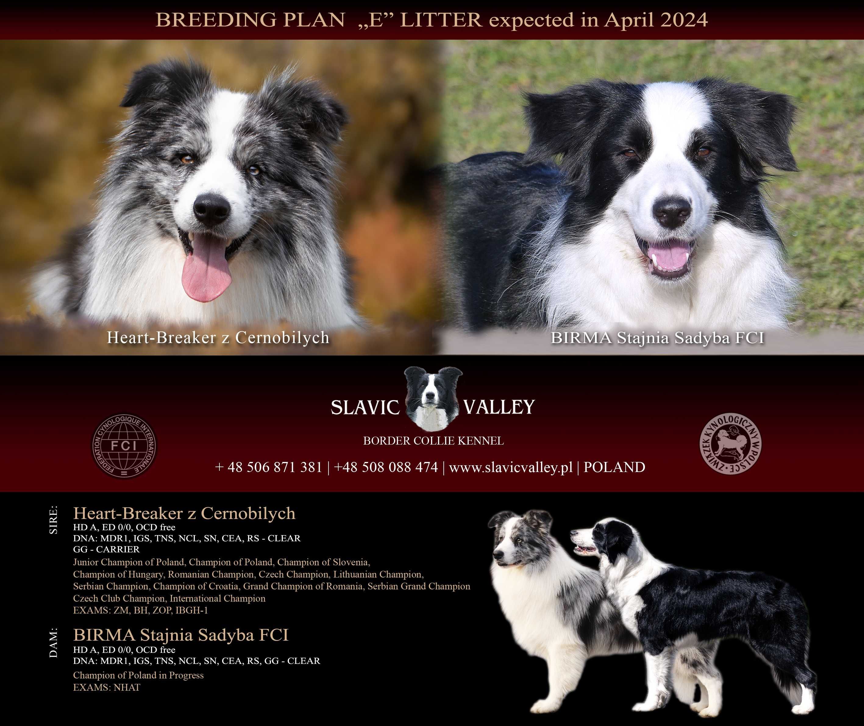 Border Collie ZKwP/FCI - piesek czarno-biały