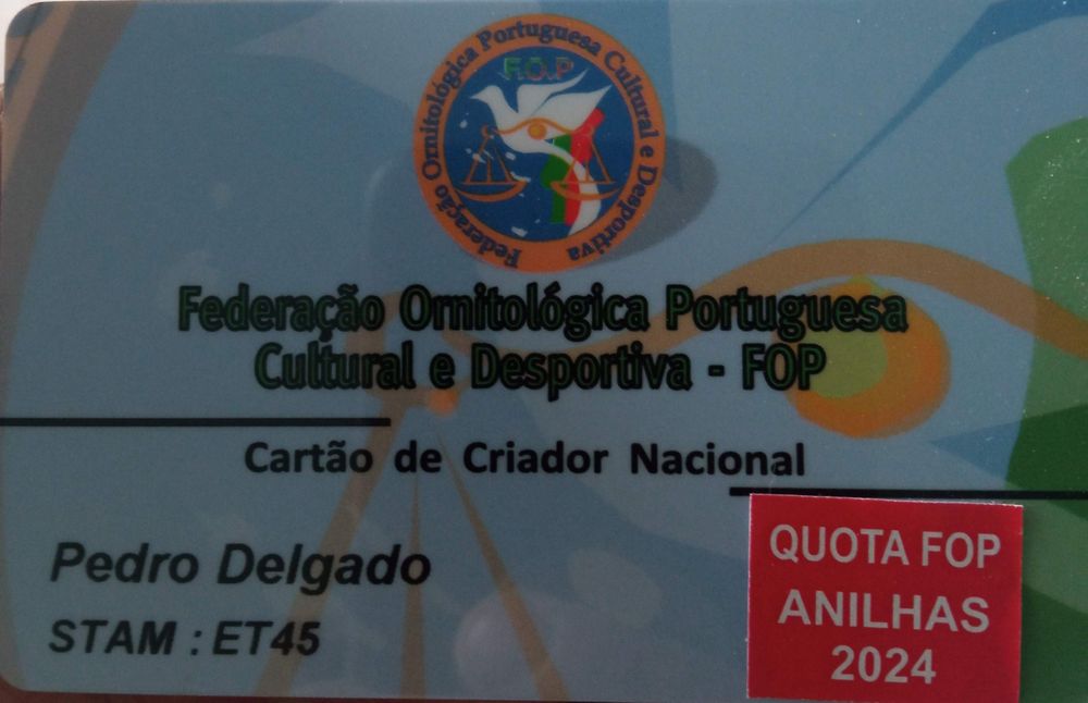 Canários Arlequim Português