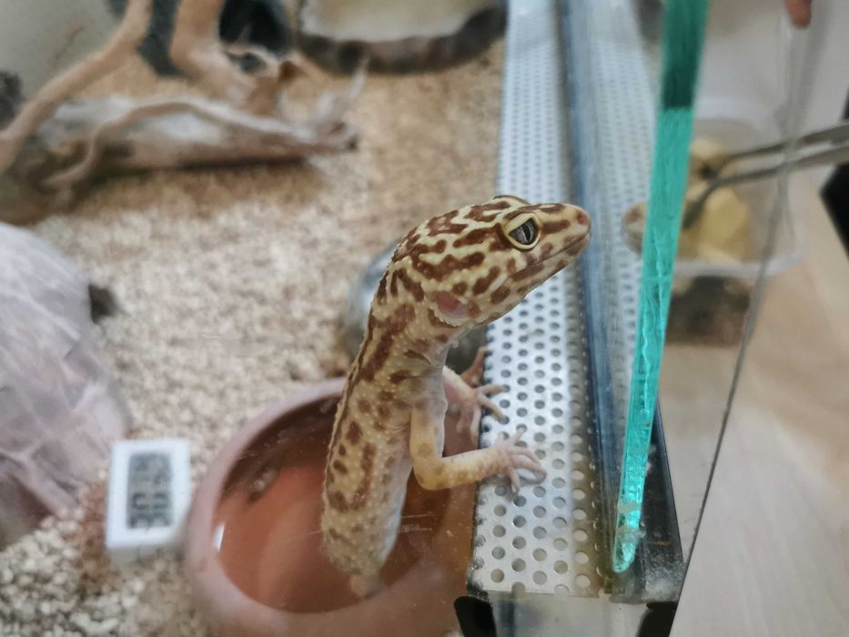 gekon lamparci z terrarium