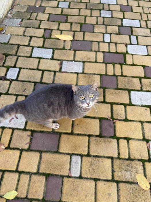 Віддам котика в добрі руки