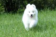 Samoyed / samojed dziewczynka ZKwP FCI 2025 Wildness Siberian ...