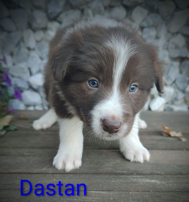 Border collie piesek czekoladowo biały przebadani rodzice