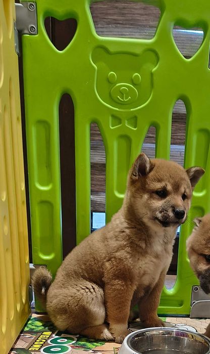 Śliczna suczka Shiba Inu