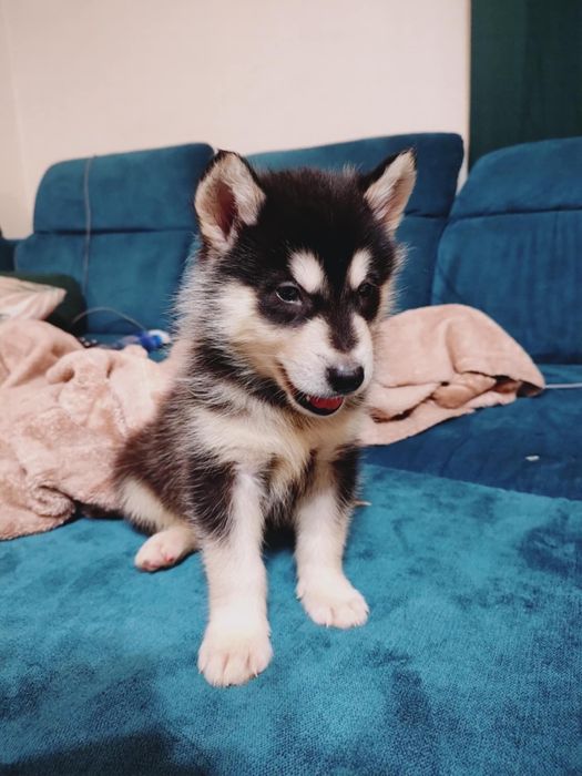 Alaskan Malamute