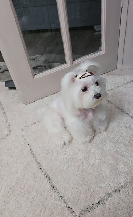 Maltańczyk  Szczeniak