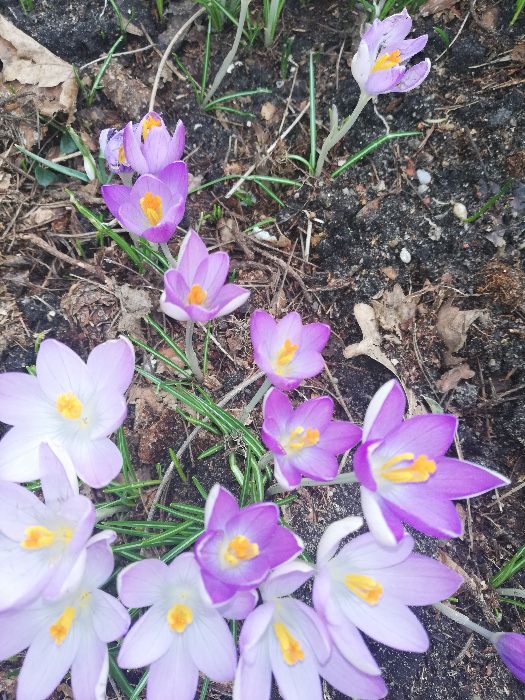 krokusy i przebisniegi cebulki