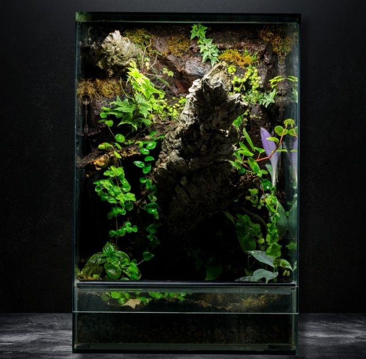 Terrarium tropikalne gekon orzęsiony 40x40x60