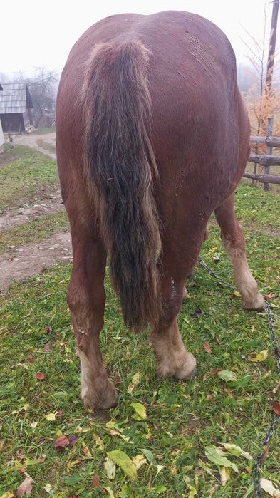 Змінить місце проживання жеребчик півтора року