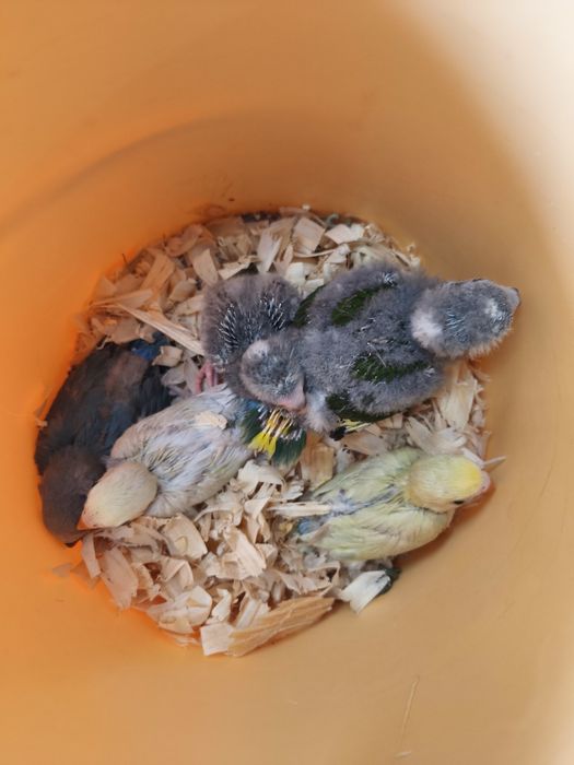 Pássaros criar á mão