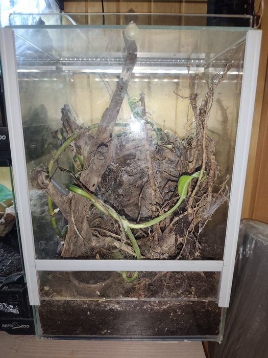 Samica regalisa 7dc wraz z terrarium