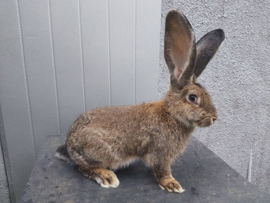 Króliki młode olbrzym belgijski samce