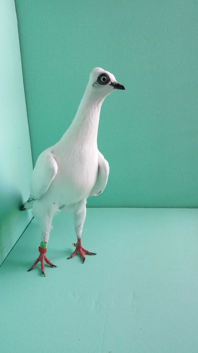 Gołębie ozdobne wiedeński, wiedeńskie lotne