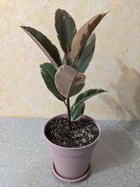 Фикус. Ficus Tineke.