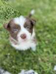 Border Collie ZKwP FCI gotowe do odbioru