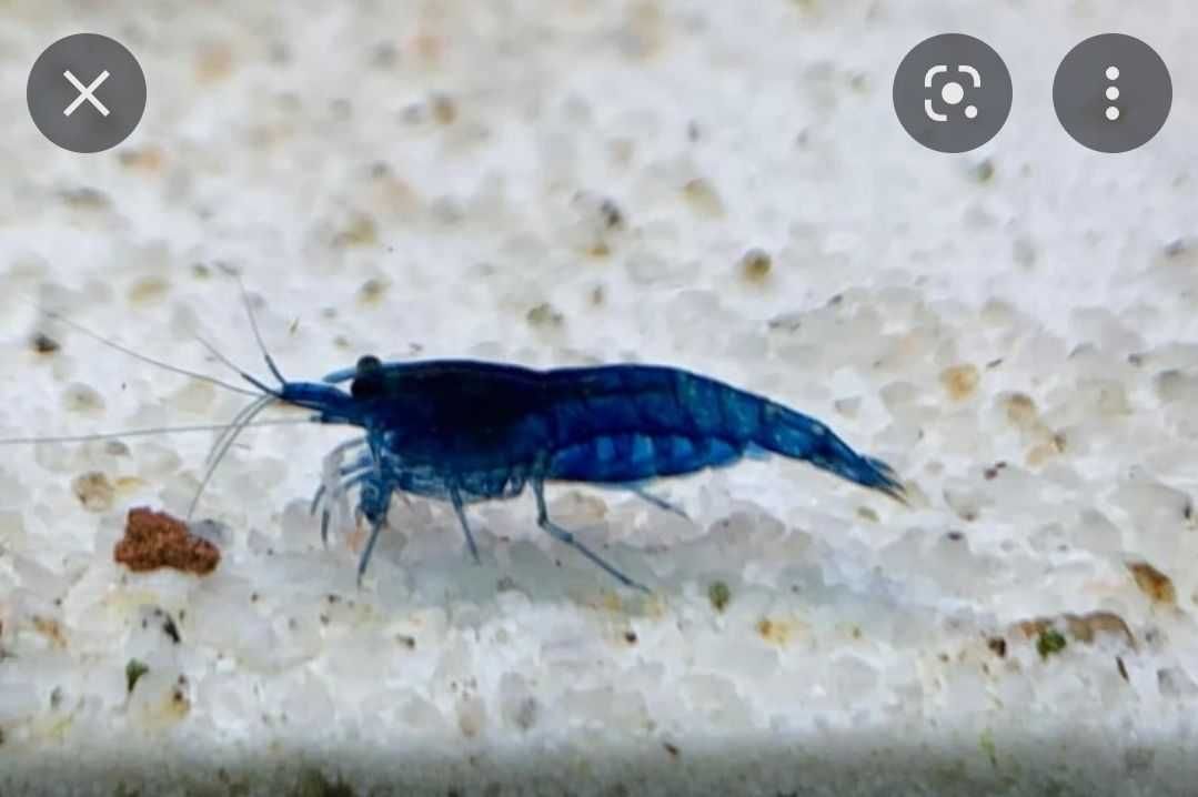 Camarões Neocaridina var. blue