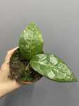 Hoya verticillata Lampung Hoja