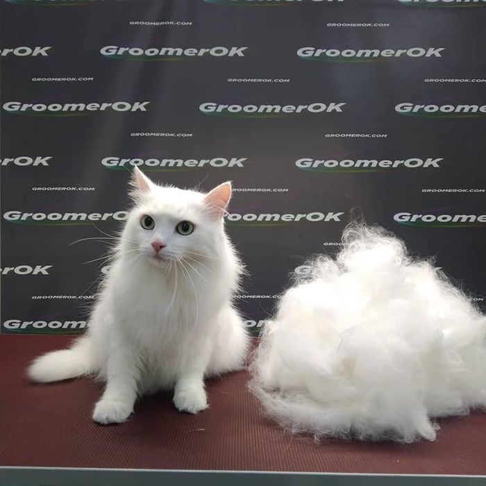 Стрижка котів та кішок. Экспрес лінька. Грумінг салон у центрі.