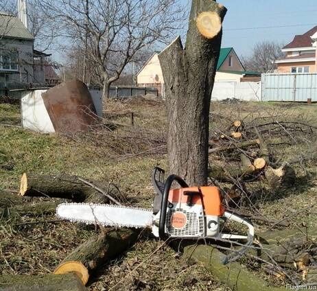 Сплю дерево как за  дрова так и за деньги .