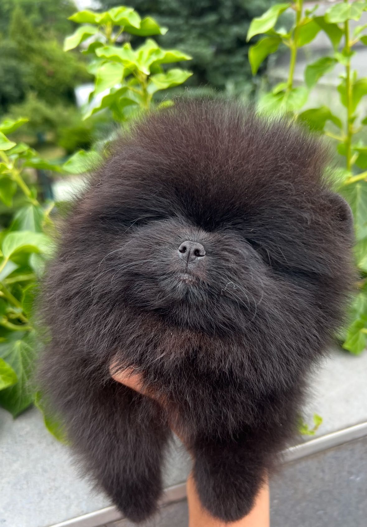 Szpic miniaturowy FCI zkwp Pomeranian samiec