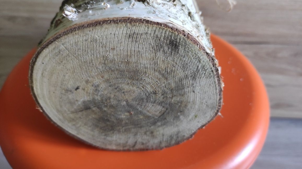 Świecznik brzoza pieniek ozdobny podgrzewacz ozdoba handmade