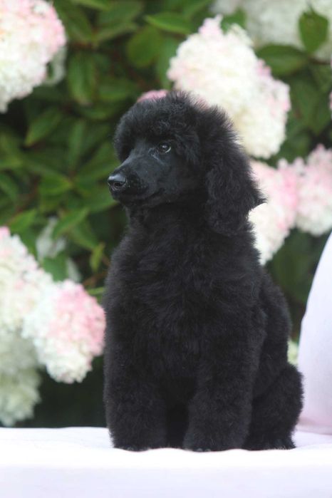 Pudel królewski duży Czarny Samiec Nero Standard Poodle Black 15 tyg