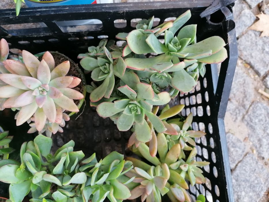 Suculentas em vasos individuais