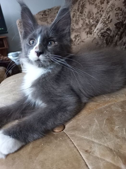 Kocurek Maine Coon