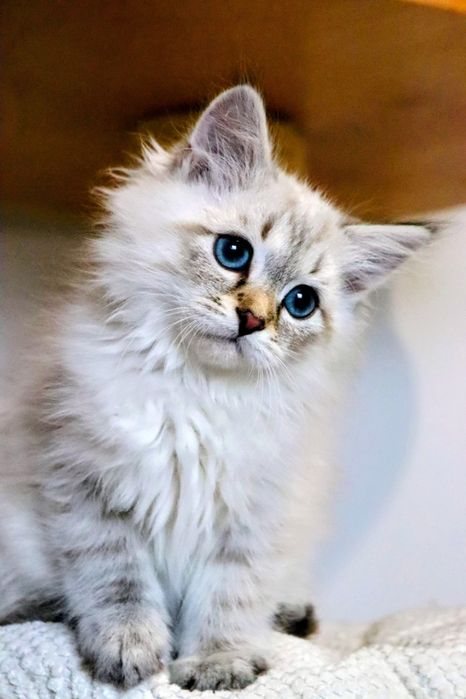 Piękny Kocurek Neva Masquerade po International Champion