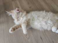 Casmir SilverWhiteBlue Maine Coon