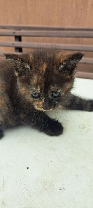 Продам кошечку мейн- кун