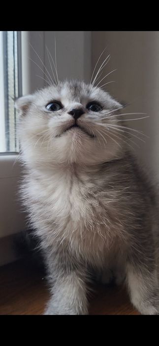 2 хлопчика   золотий и серебро