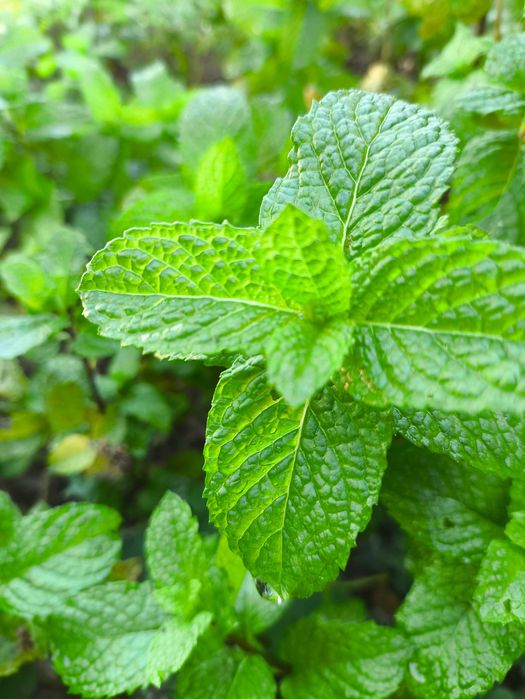 venda de ervas aromáticas e chás