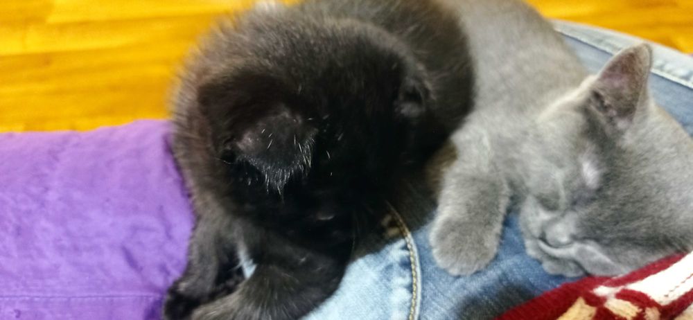 Котик подарую в люблячі  руки