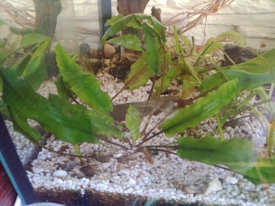Kryptokoryna Wendta Zwartka Wendta Cryptocoryne wendtii roślina