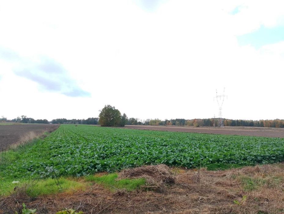 Sprzedam Nieruchomość 5,43 Ha