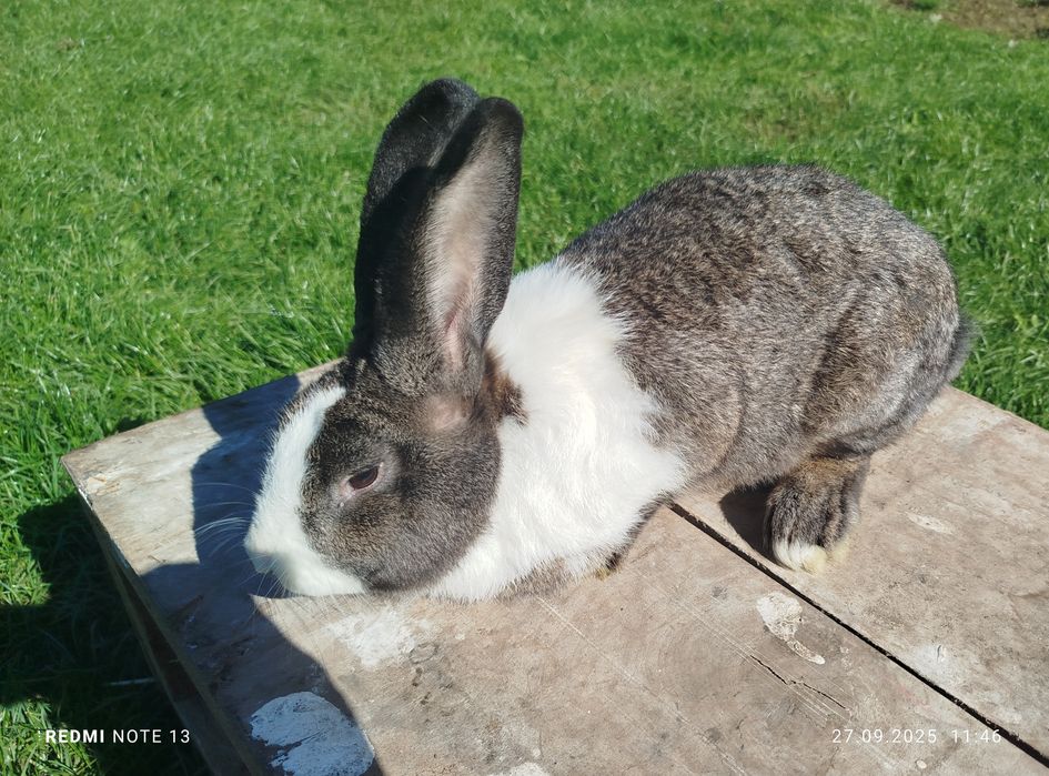 kalifornijskie samiec