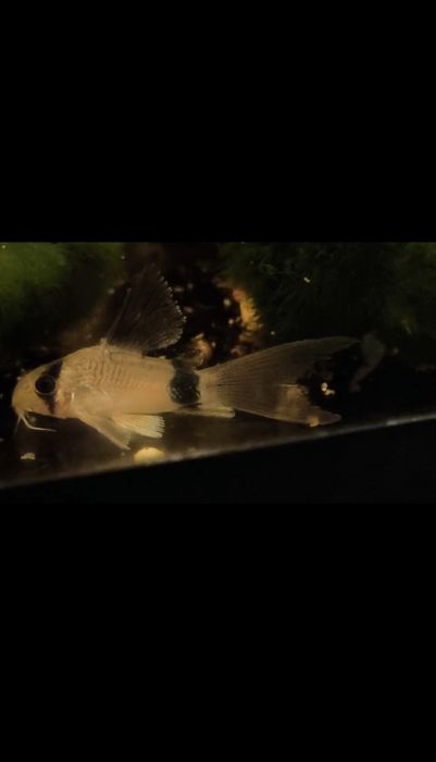 Аквариумные рыбки /Севилья