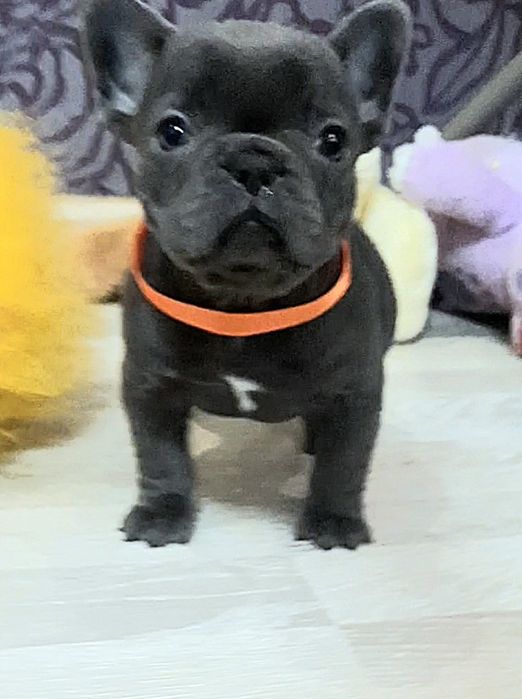 Гарненька дiвчинка .блакитна.