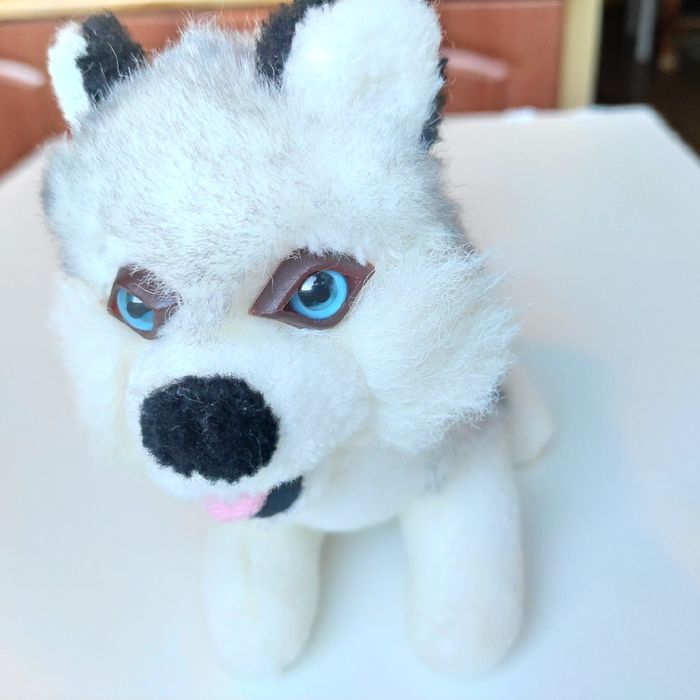 Pies husky maskotka
