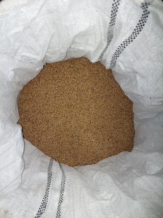 Pszenica tegoroczna Ozima