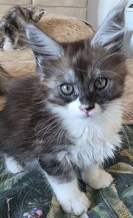 Jessy czarno - biala koteczka ze srebrem mco