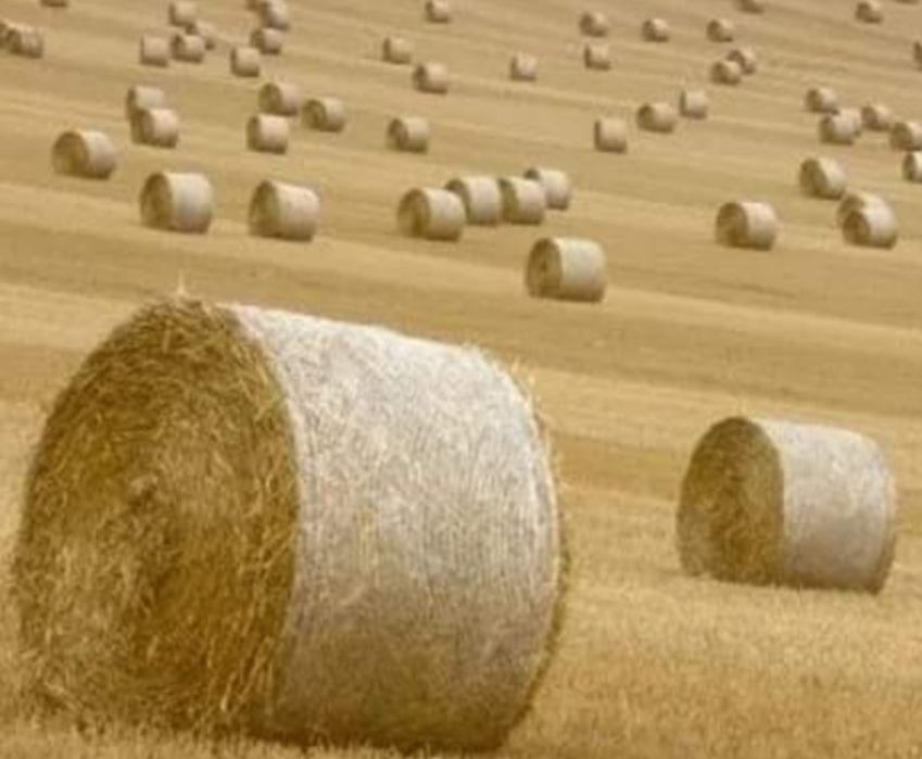Skup słomy w belach
