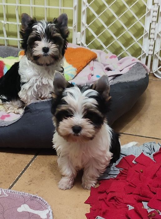 Yorkshire terrier biewer mini piesek