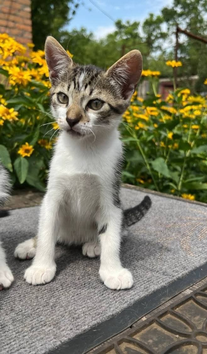 Отдам_ кошки_ котята_ кристи